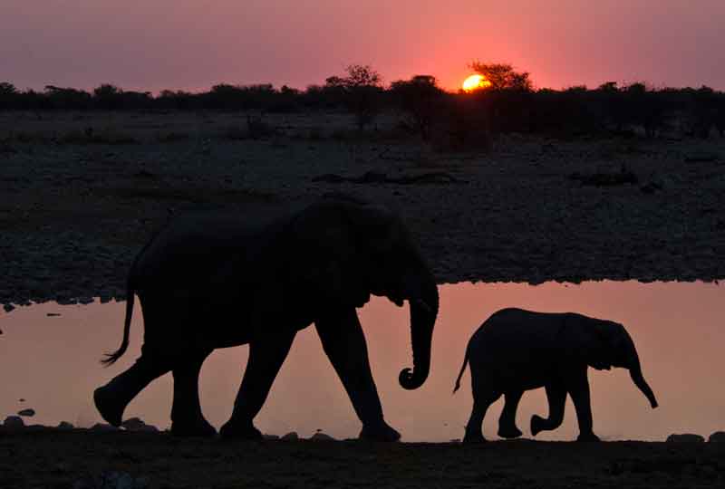 74 - Namibia - elefantes al atardecer - parque nacional de Etosha